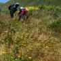 “Humm... is this a Castilleja densiflora or a Castilleja exserta?”